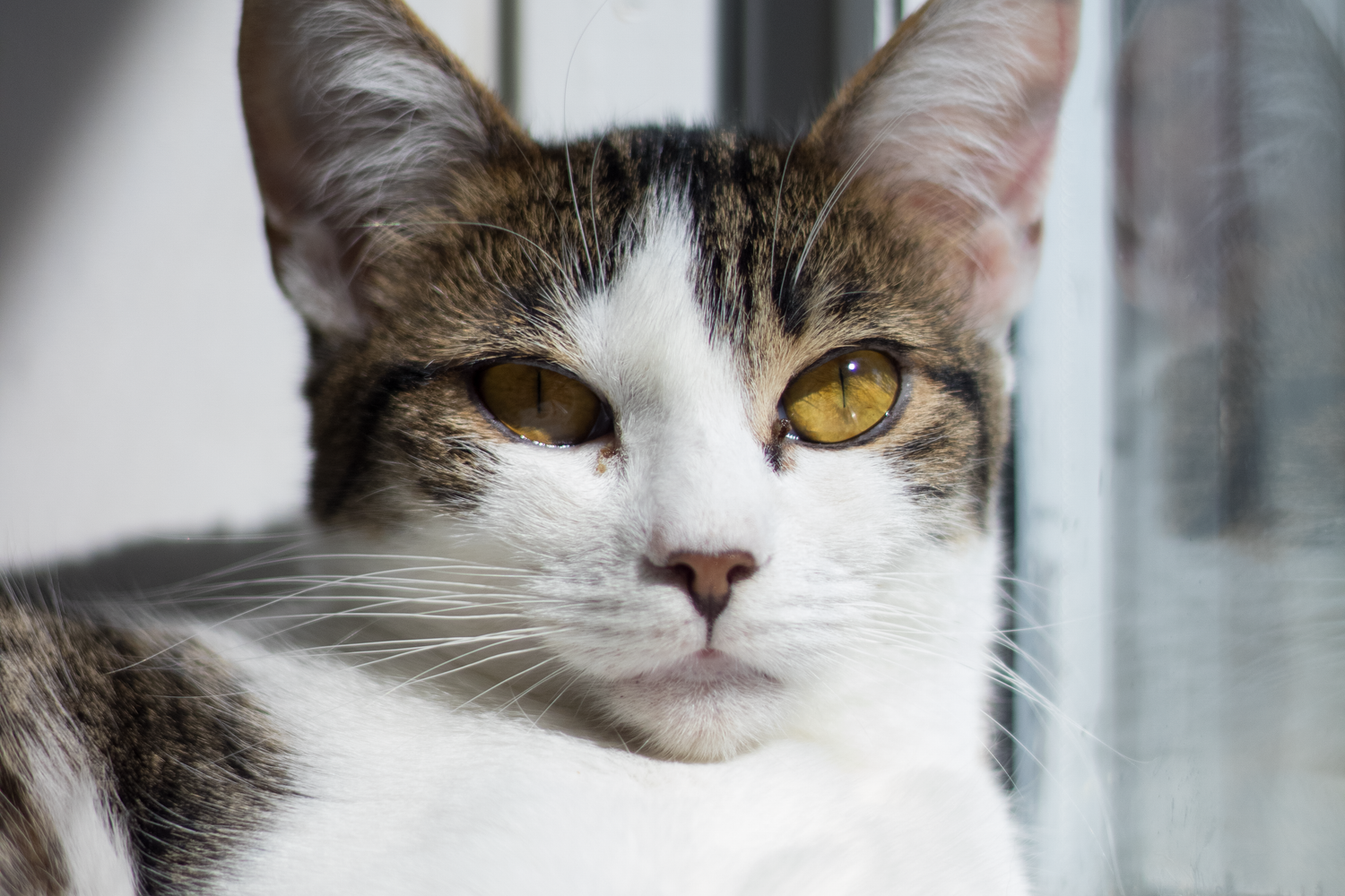 猫咪写真图包 100 张